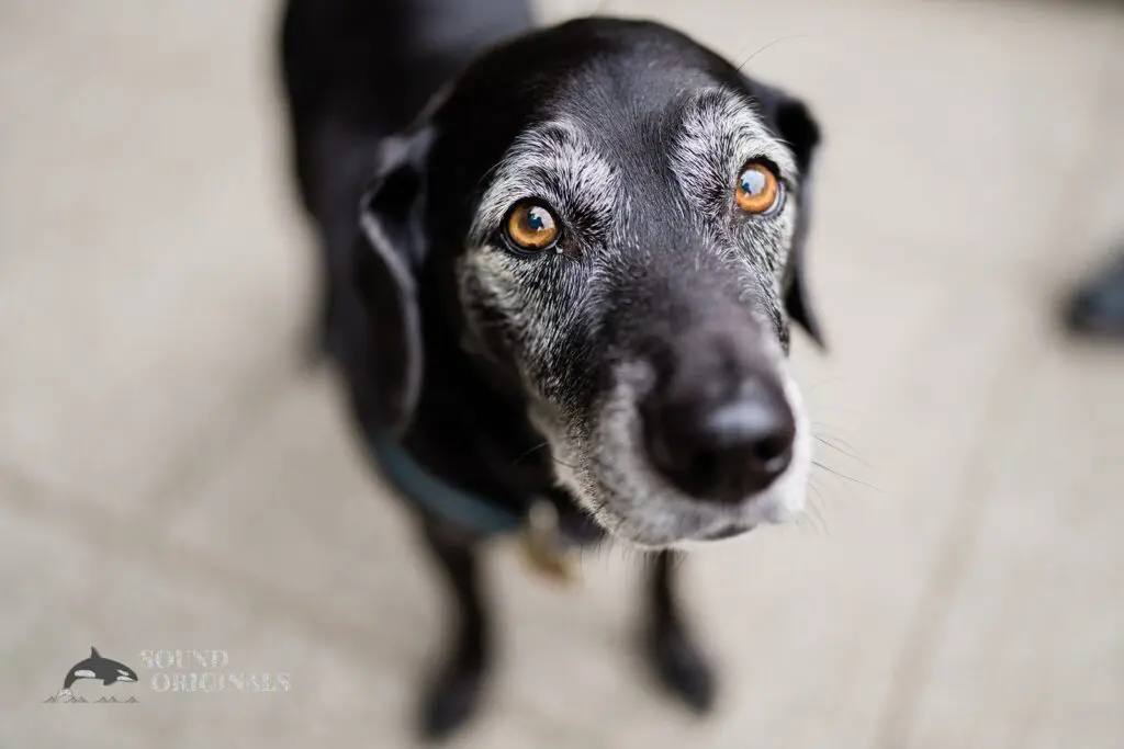 Kerry Park Engagement // Molly + Bill -