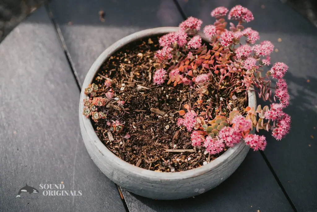 A pretty pinky flower at The Carey Gardens Wedding