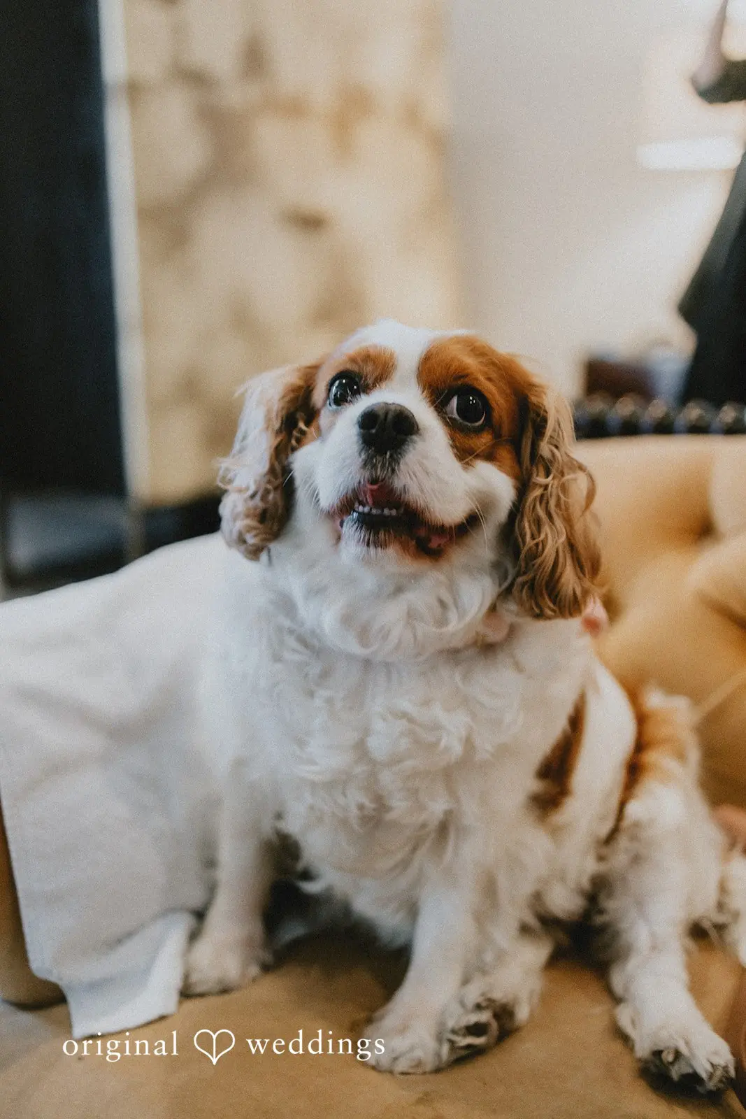 Hotel Ella Wedding // Alana & Darrin -