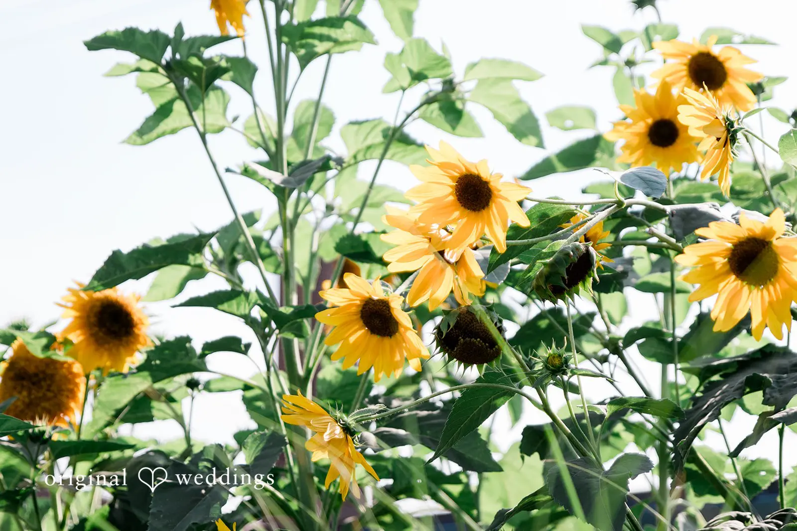 Thomas + Sierra Big Delicious Planet Wedding // Thomas & Sierra -