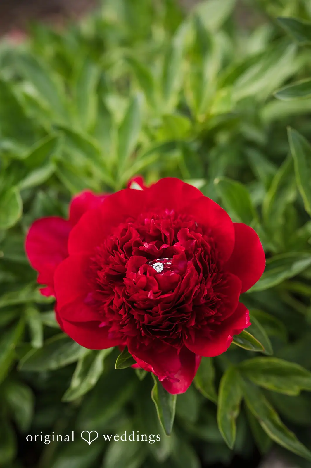 Alexandra + Sorin Denver Botanical Gardens Engagement // Alexandra & Sorin -