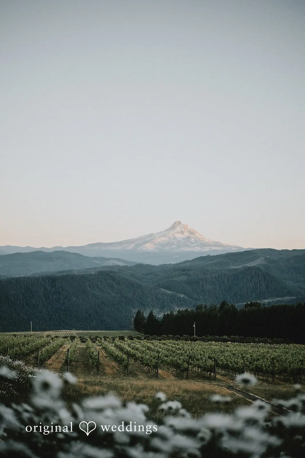 Daphne + Daniel Gorge Crest Vineyards Wedding // Daphne & Daniel -