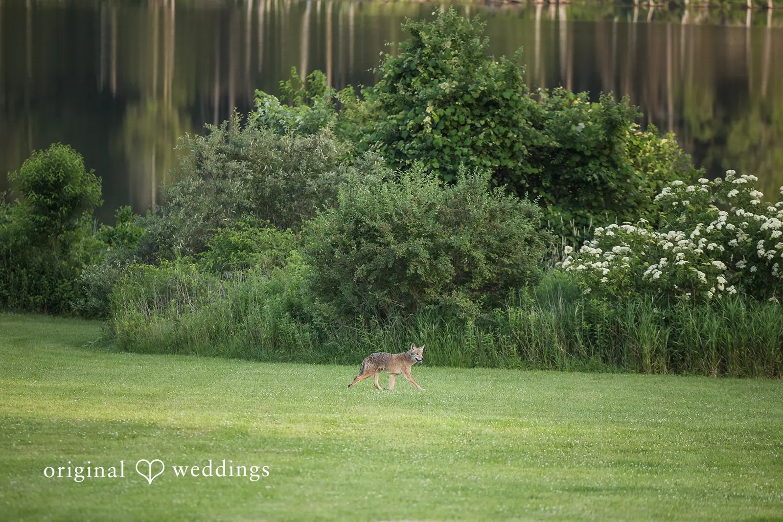 Massachusetts Backyard Wedding // Andrea & Matt -