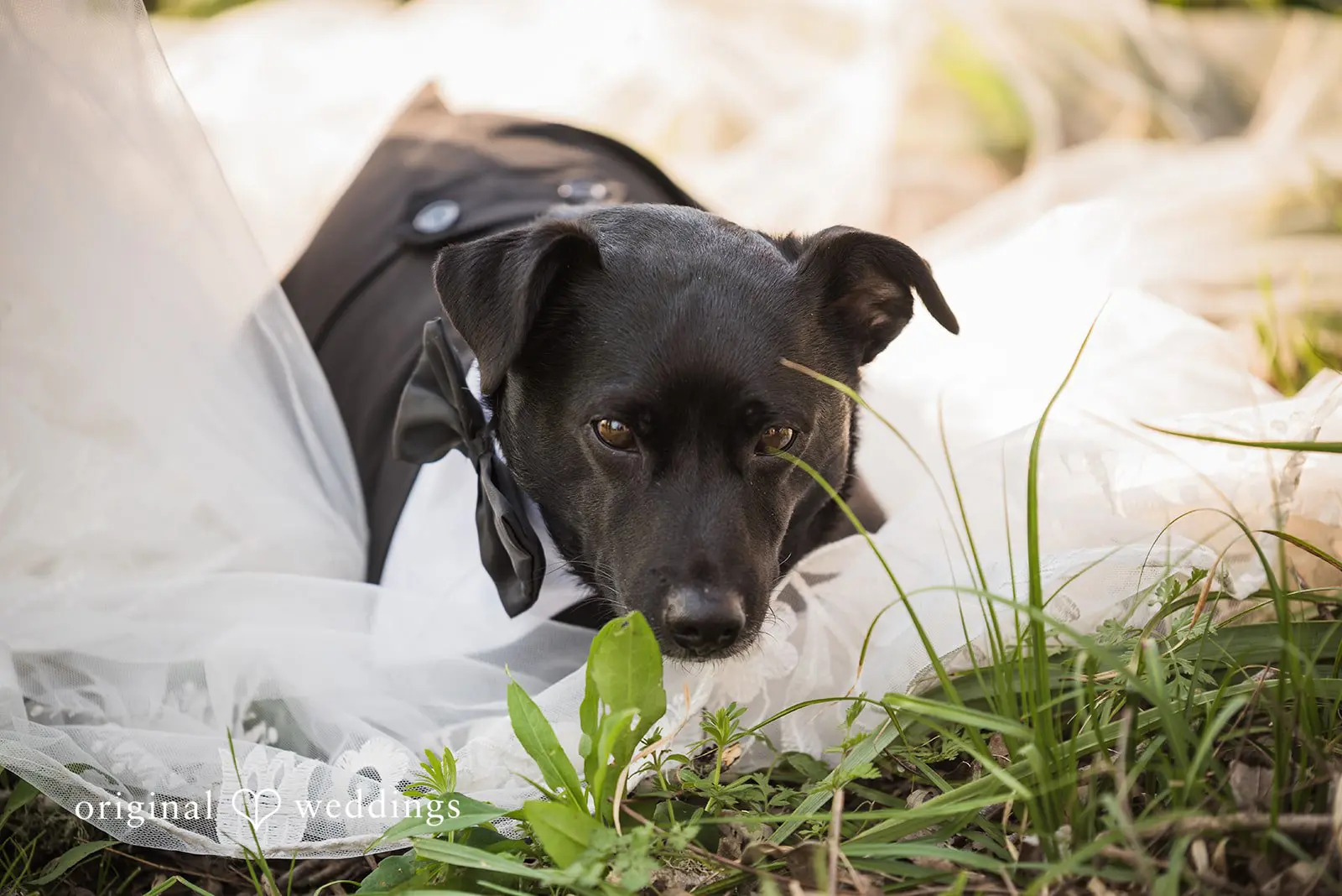 Eliza + Charlie Texas Backyard Wedding // Eliza & Charlie -