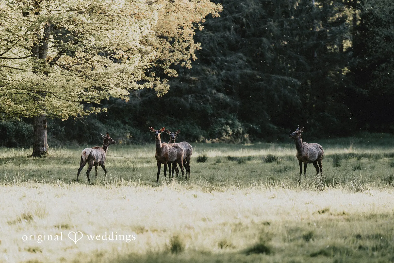 Kaydee + Jameson Rockwood Farms Engagement // Kaydee & Jameson -