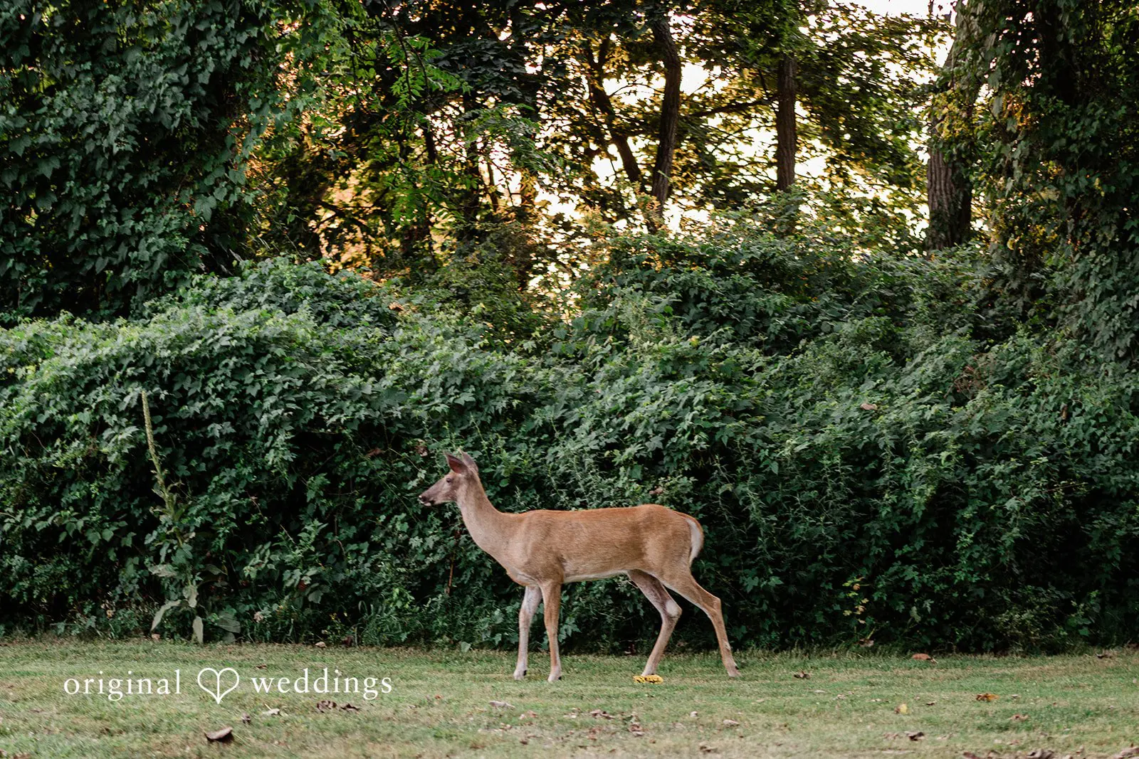 Sherwood Island Engagement // Veniece & Michael -