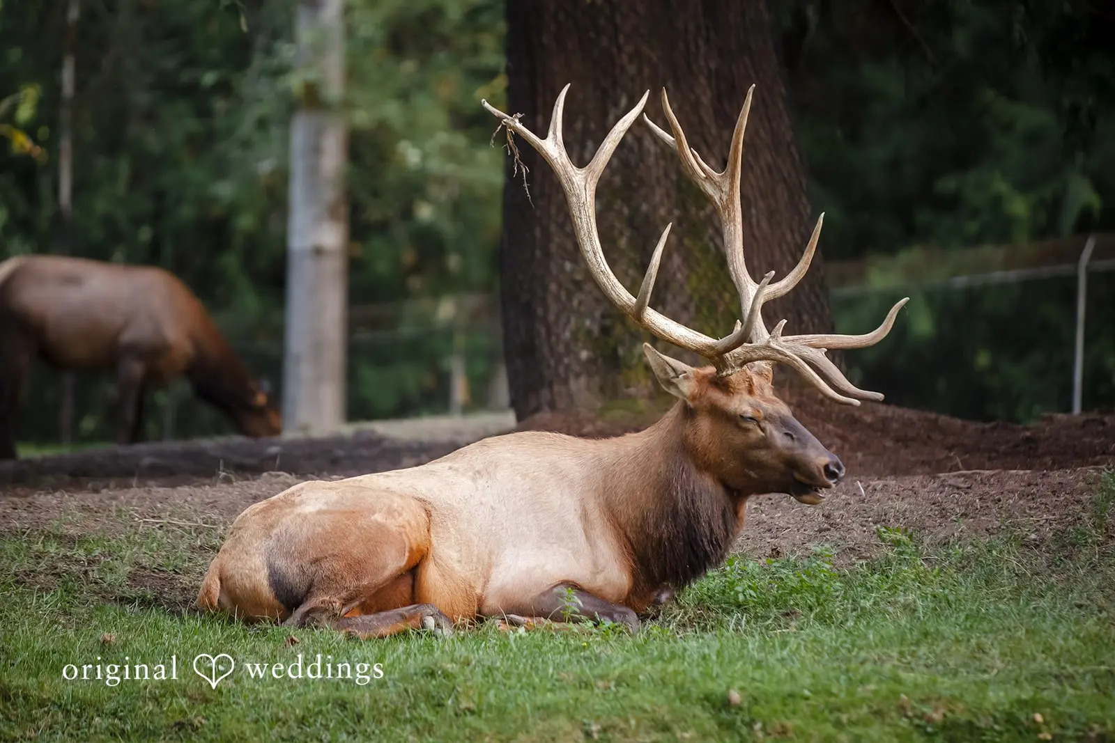 Annalise + Jonathan Woodland Park Zoo Wedding // Annalise & Jonathan -