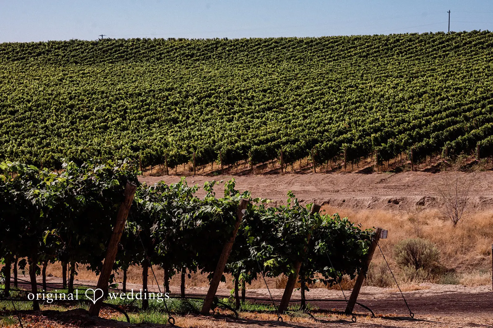 Canyon Ranch Vineyards Wedding // Courtney & Zach -
