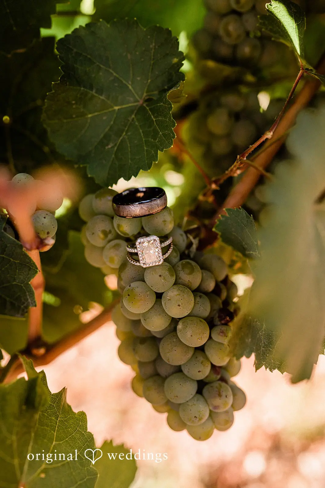 Canyon Ranch Vineyards Wedding // Courtney & Zach -