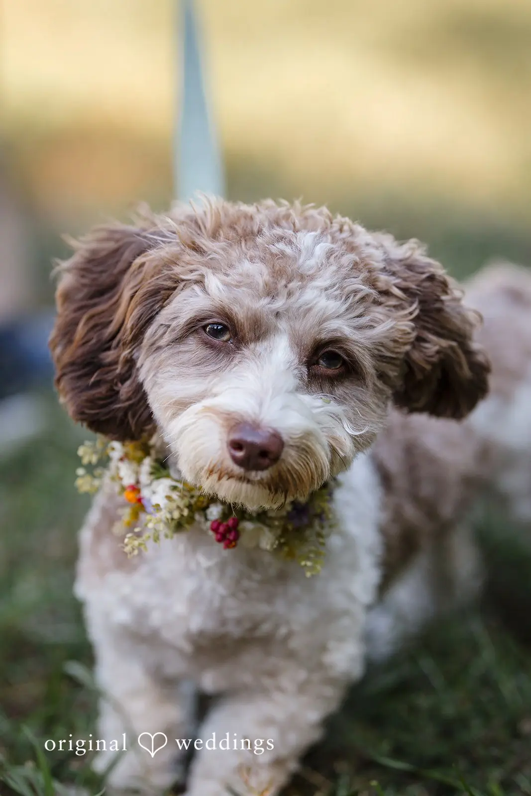 Chaumette Winery Wedding // Macy & Gregorio -