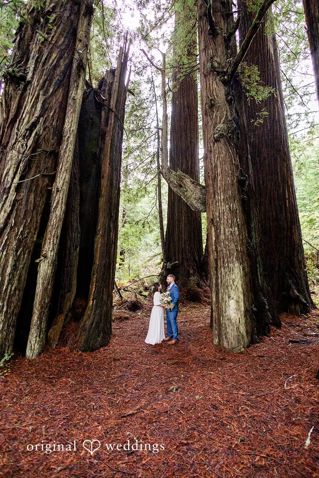 Kelly + Mark Jedediah Smith State Park Wedding // Kelly & Mark -