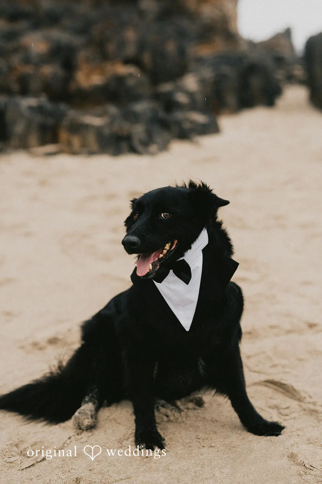 Courtney + Bradley McPhillips Beach Wedding // Courtney & Bradley -