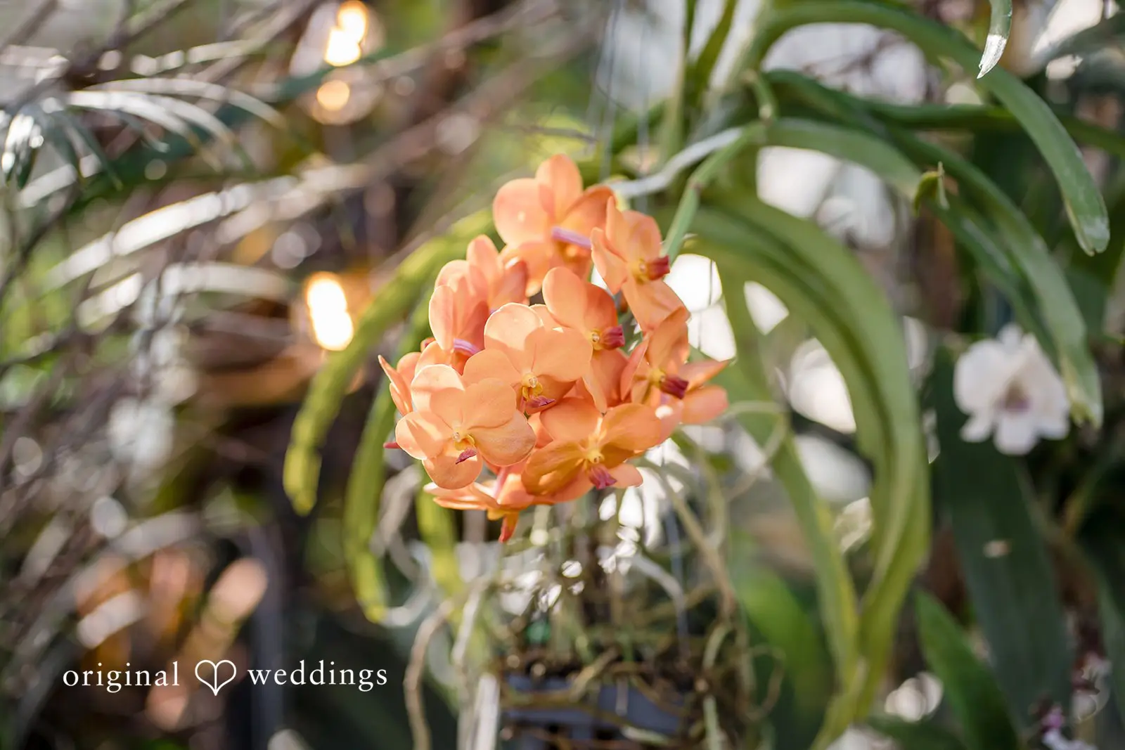 State Botanical Garden of Georgia Wedding // Maddy & Patrick -