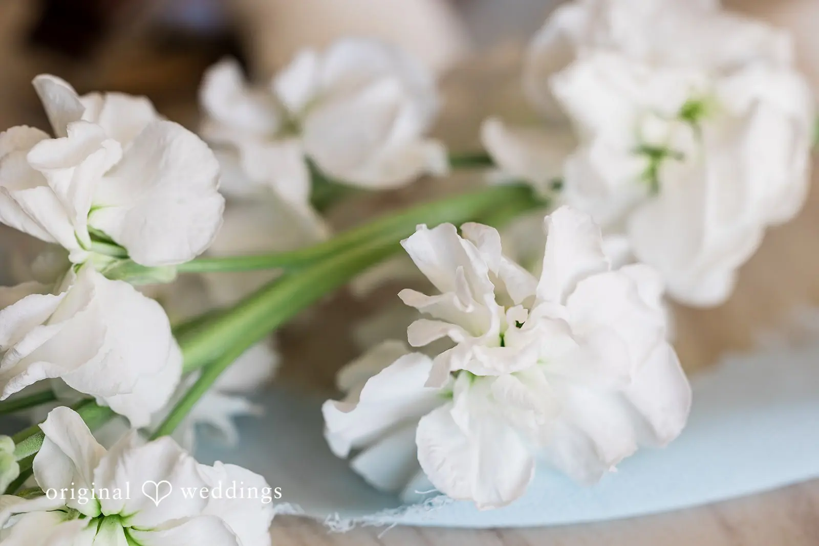 The Resort at Longboat Key Club Wedding // Jessica & Tyler -