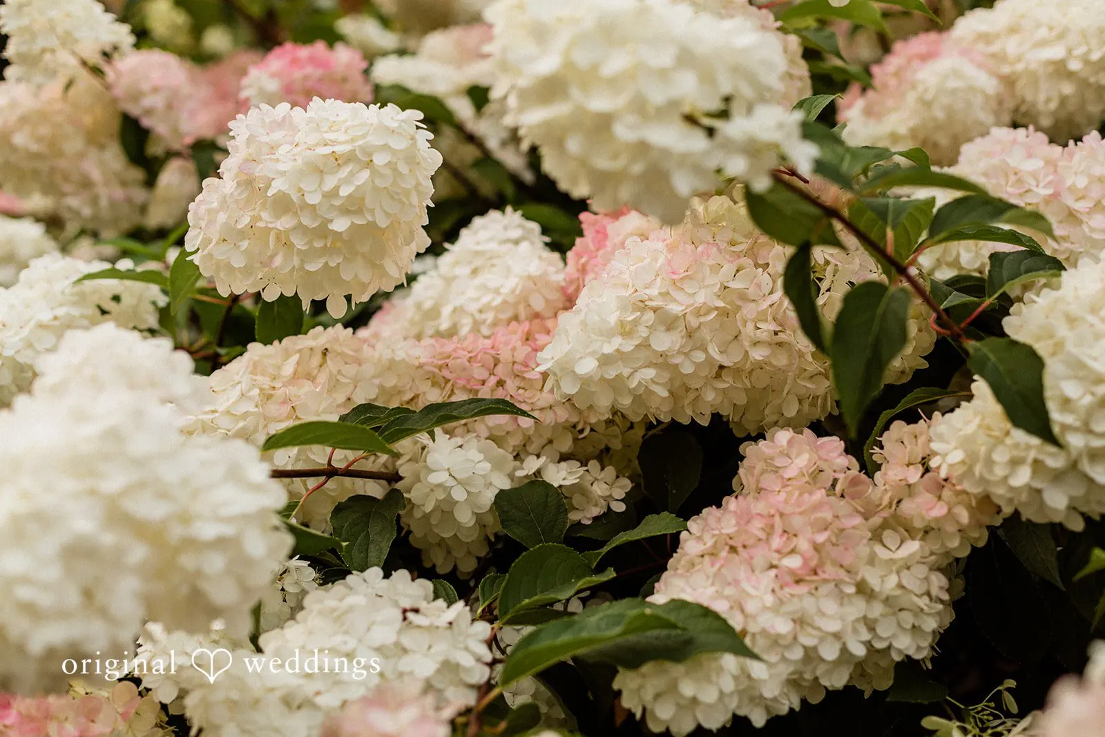 Washington Backyard Wedding // Kristen & Brian -