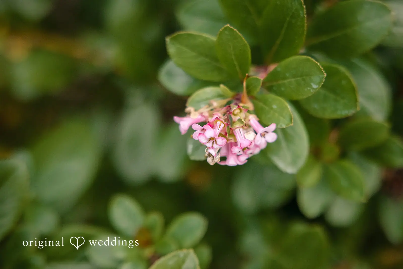 Washington Backyard Wedding // Suji & Stephen -