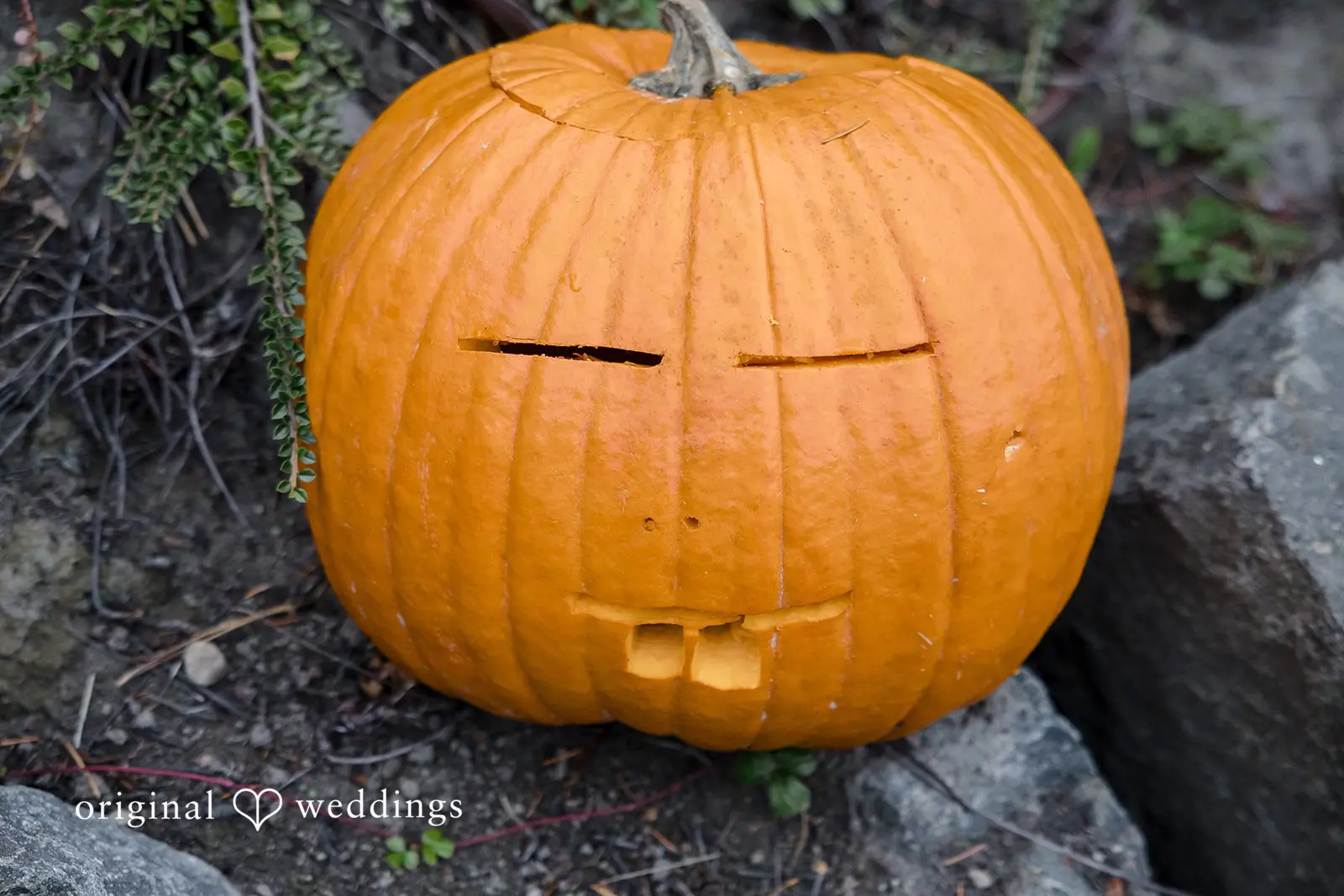 Washington Backyard Wedding // Suji & Stephen -