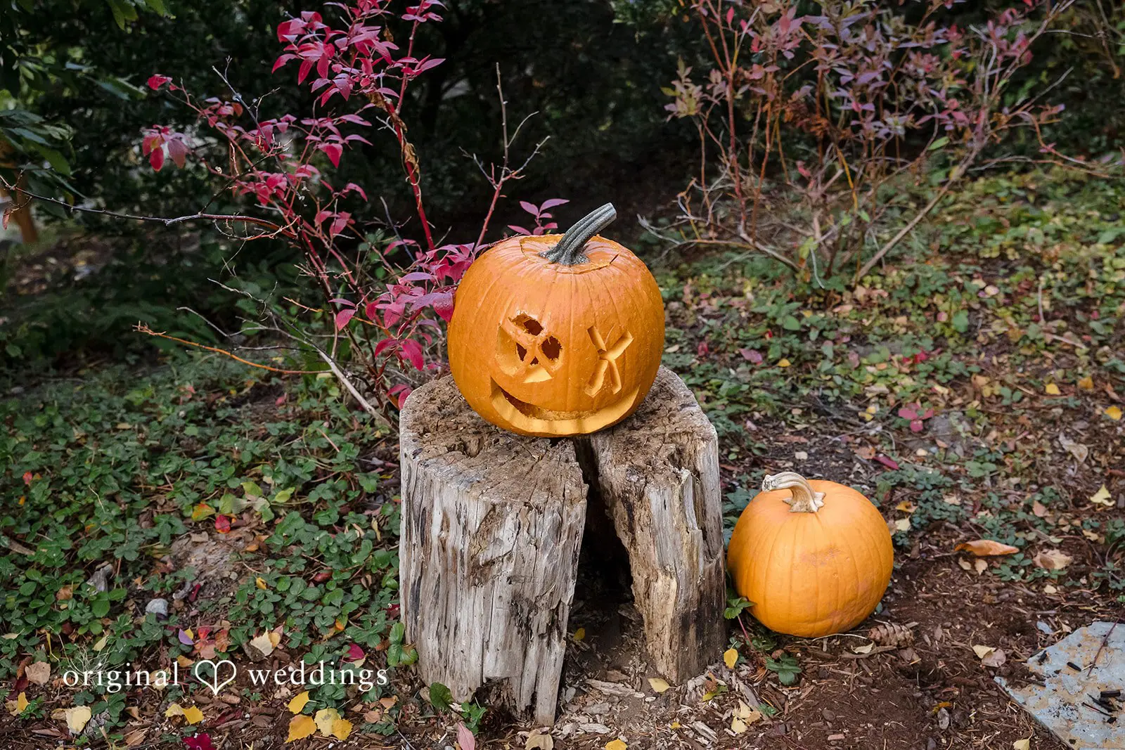 Washington Backyard Wedding // Suji & Stephen -