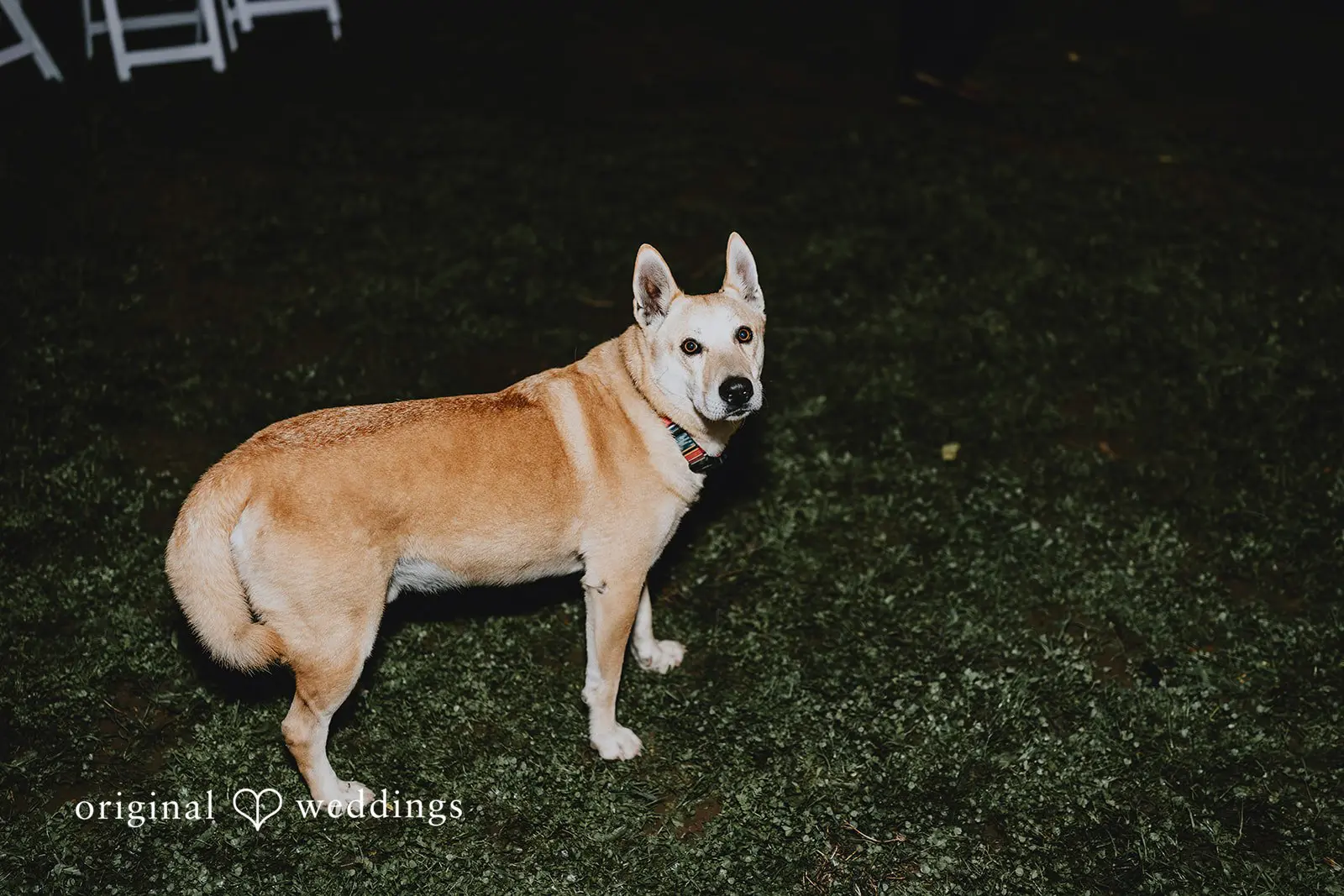 California Backyard Wedding // Charlie & Nicholas -