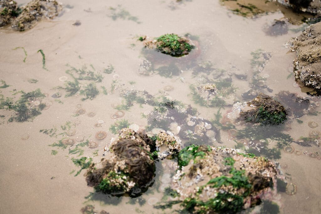 Cannon Beach Engagement -
