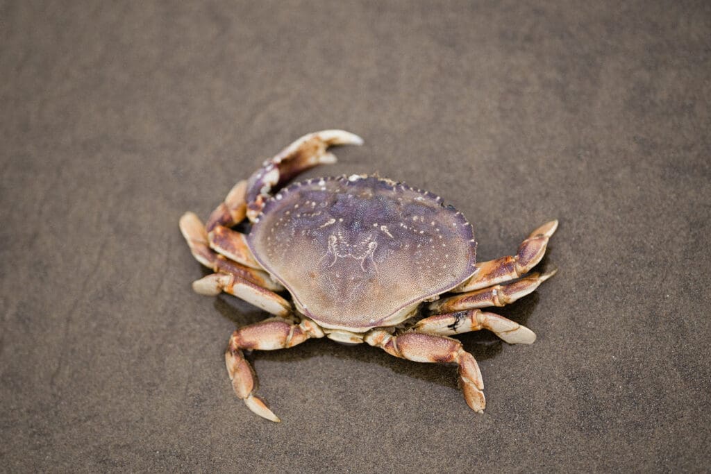 Cannon Beach Engagement -