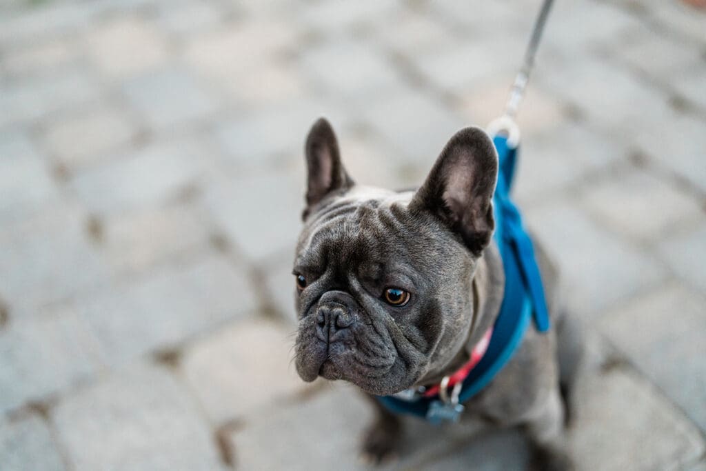 Dog at a Cattle Barn Wedding