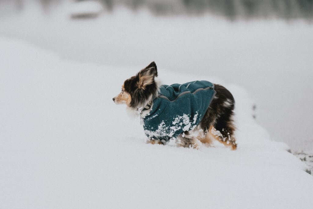 Rattlesnake Lake Proposal -