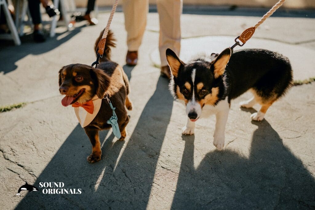 Chateau Noland Wedding // Aimee + Kiet -