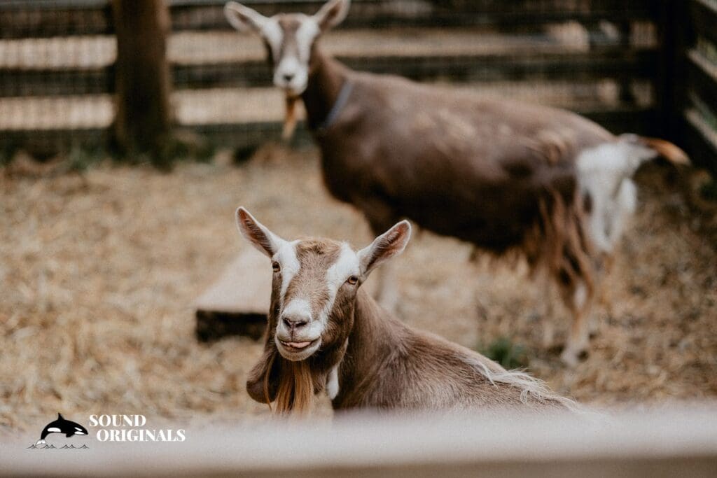 Bella Luna Farms Wedding // Kalita + Benjamin -