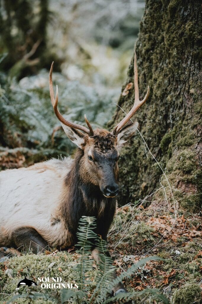 Olympic National Park Wedding // Katya + Travis -
