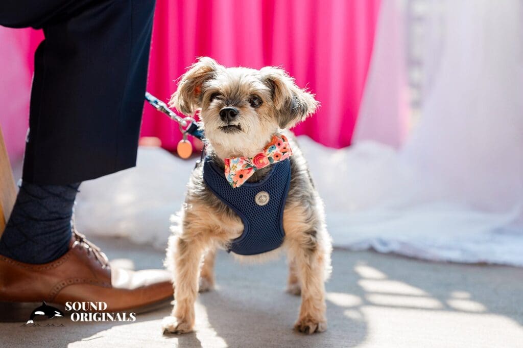 Lodges on Vashon Wedding // Scott & Lisa -