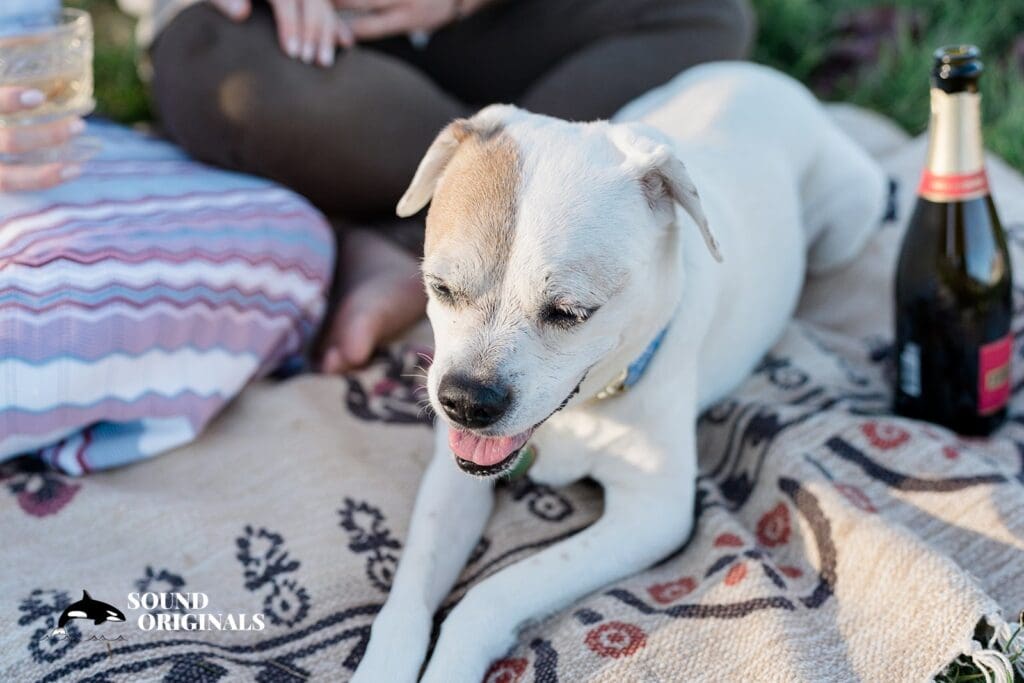 Crissy Field Engagement // Colleen + Michael -