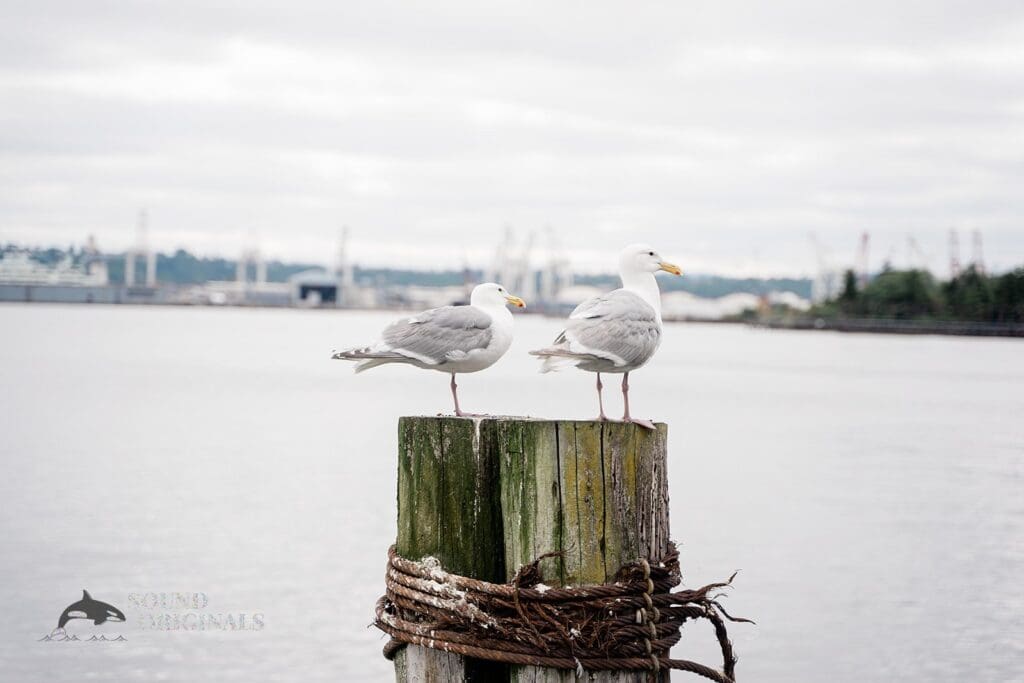 Salty's on Alki Wedding // Hannah + Isaac -