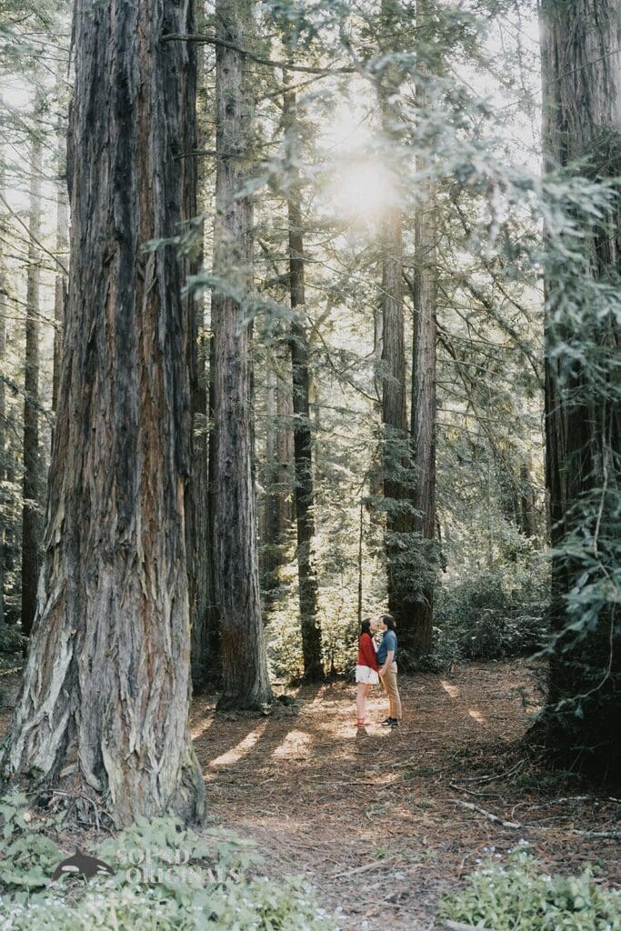 Reinhardt Redwood Regional Park Engagement // Jacob + Lizzy -