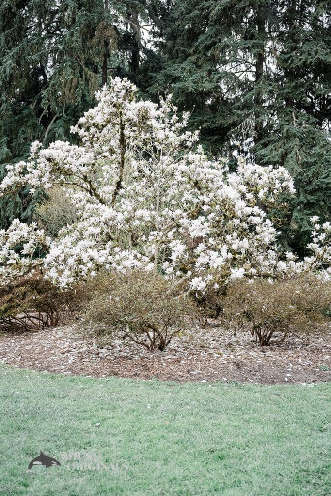 Washington Park Arboretum Wedding // Elise + Oleks -