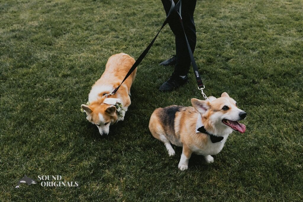 Dogs at Weddings -