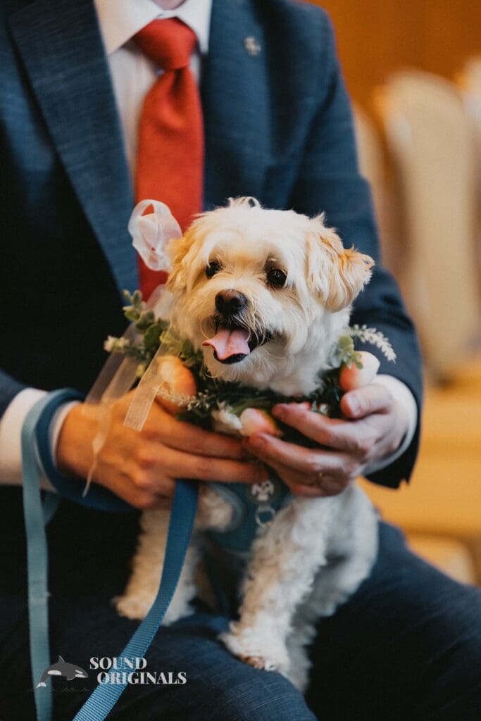Dogs at Weddings -