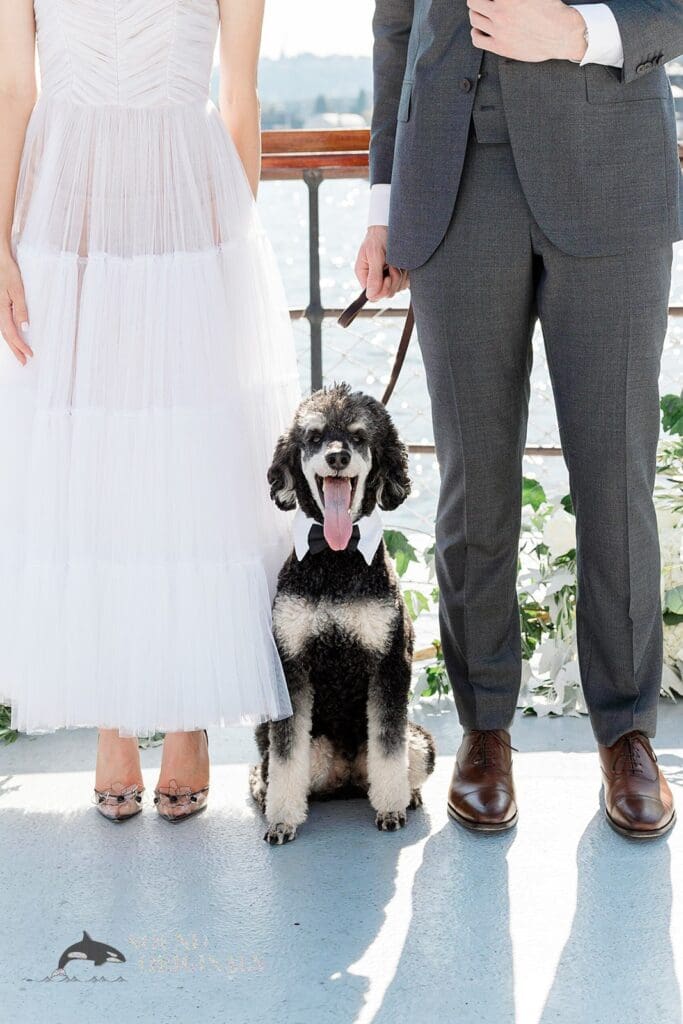 Dogs at Weddings -