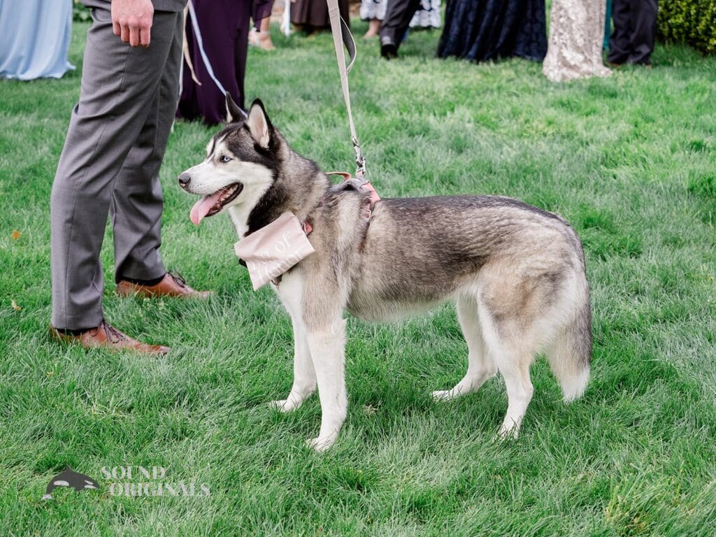 Dogs at Weddings -