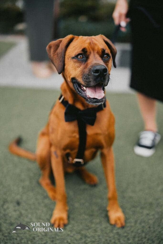 Dogs at Weddings -