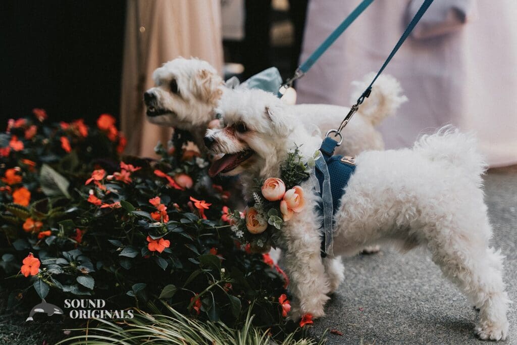 Dogs at Weddings -