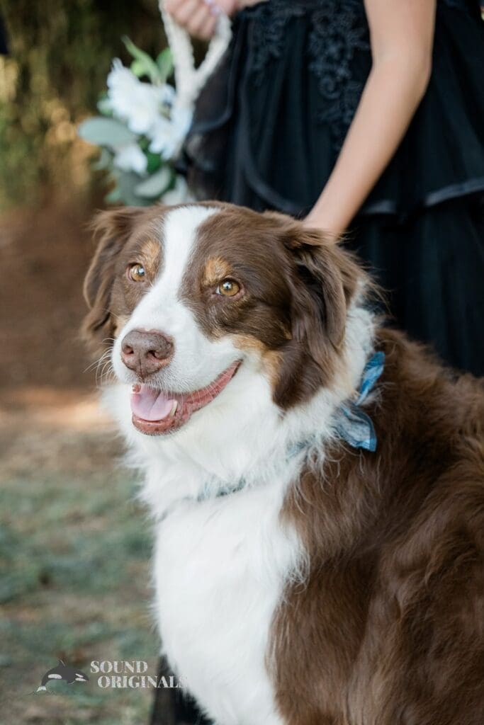 Dogs at Weddings -