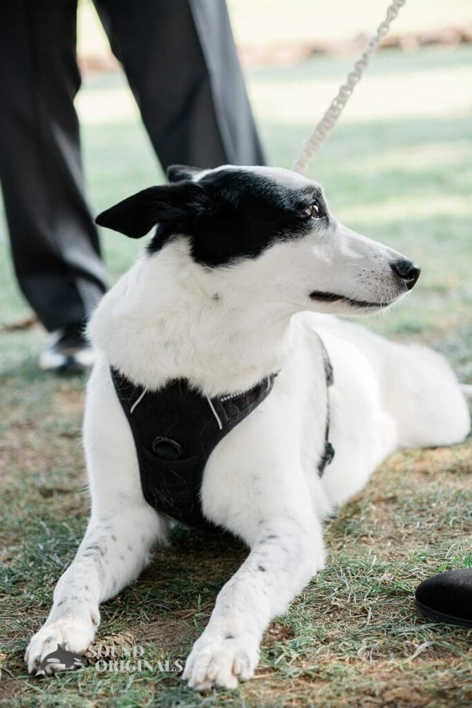 Dogs at Weddings -