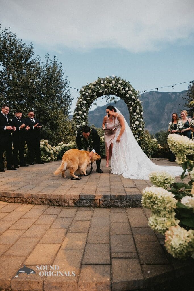 Dogs at Weddings -