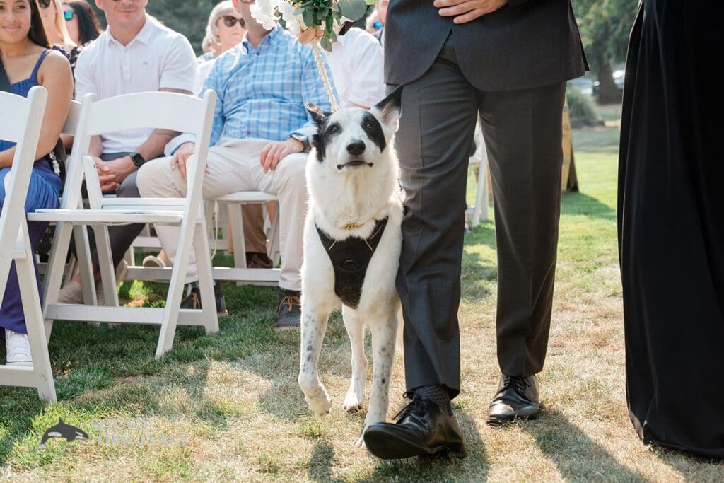 Dogs at Weddings -
