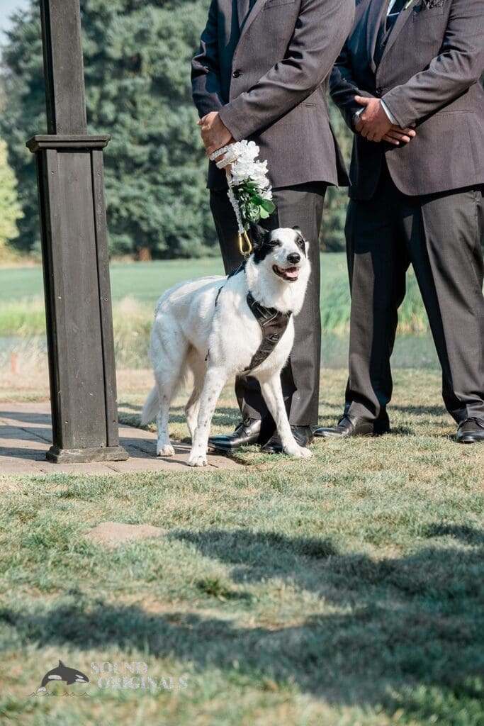 Dogs at Weddings -
