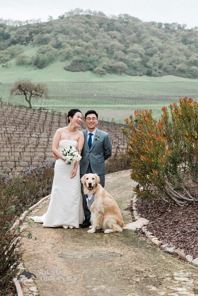 Dogs at Weddings -