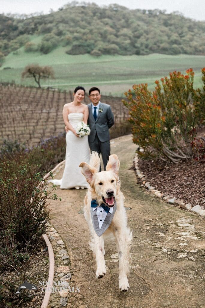 Dogs at Weddings -