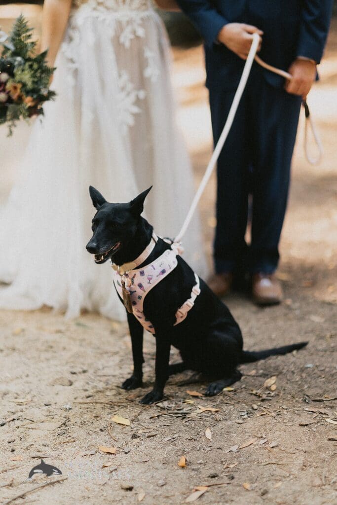 Dogs at Weddings -