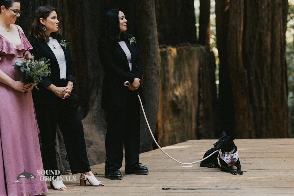 Dogs at Weddings -